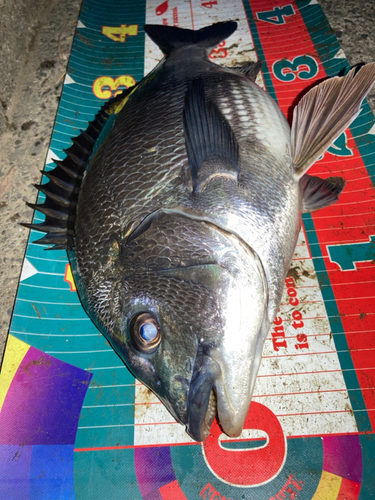 クロダイの釣果