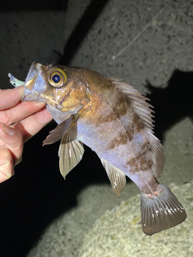 メバルの釣果