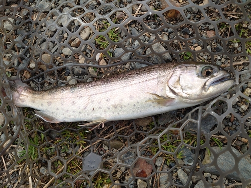 ヤマメの釣果