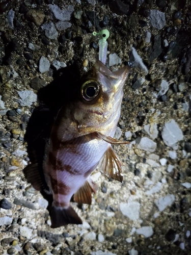 メバルの釣果