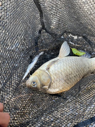 ヘラブナの釣果