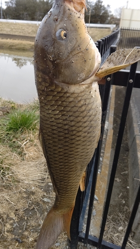 コイの釣果