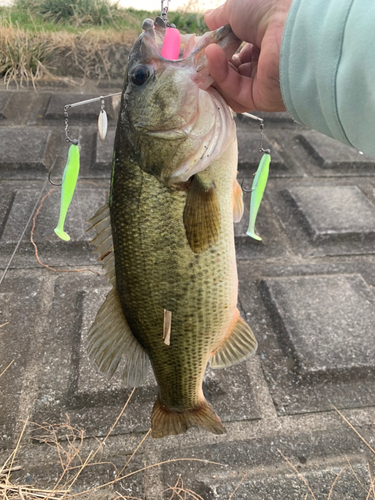 ブラックバスの釣果