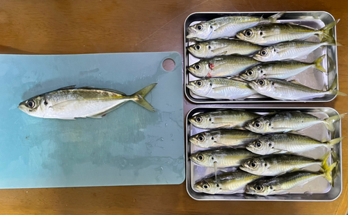 アジの釣果