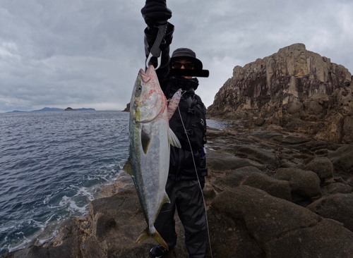 ヒラマサの釣果