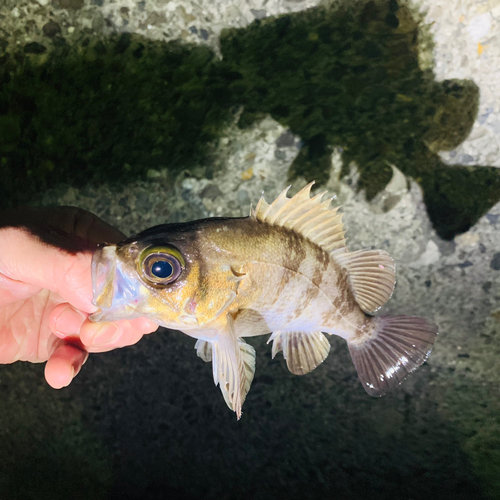 アカメバルの釣果