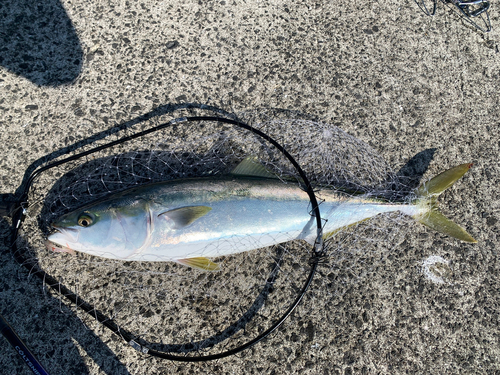 ハマチの釣果