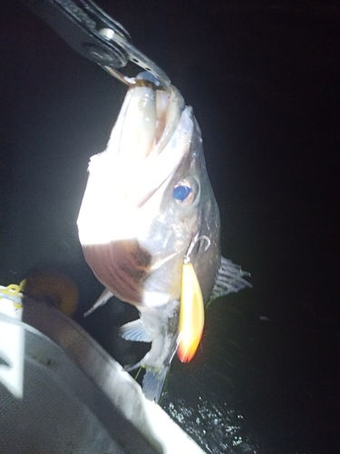 スズキの釣果