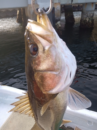 スズキの釣果