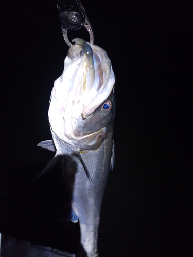 スズキの釣果