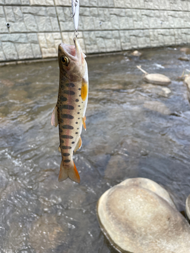 ヤマメの釣果