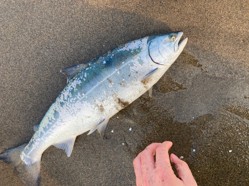 サクラマスの釣果