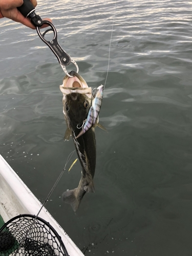 スズキの釣果