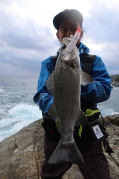 フッコ（ヒラスズキ）の釣果