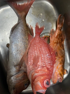 マダイの釣果