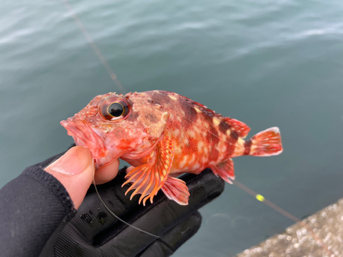 アラカブの釣果