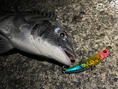 チヌの釣果