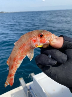 ヒメジの釣果