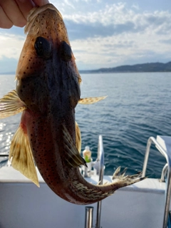 イネゴチの釣果