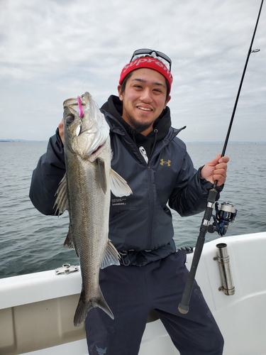 スズキの釣果