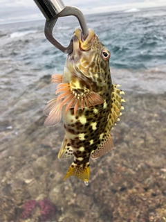 イソゴンベの釣果