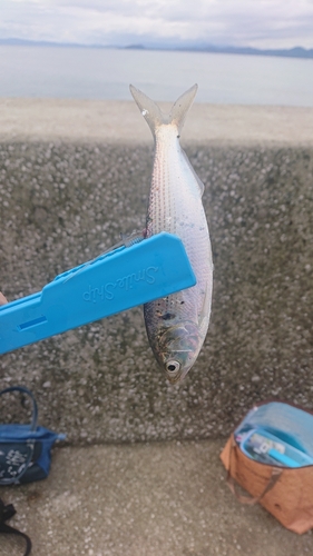 コノシロの釣果