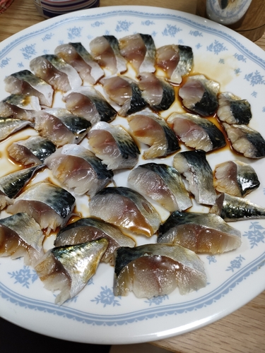 サバの釣果