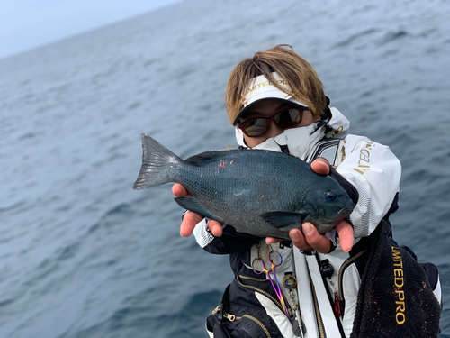 クロの釣果