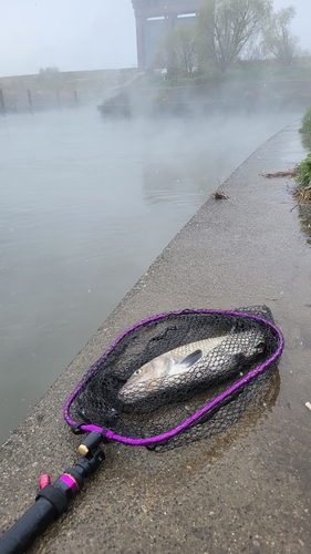 コイの釣果