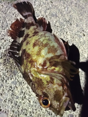 カサゴの釣果