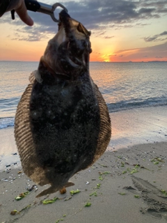 ヒラメの釣果