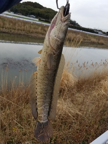 ライギョの釣果