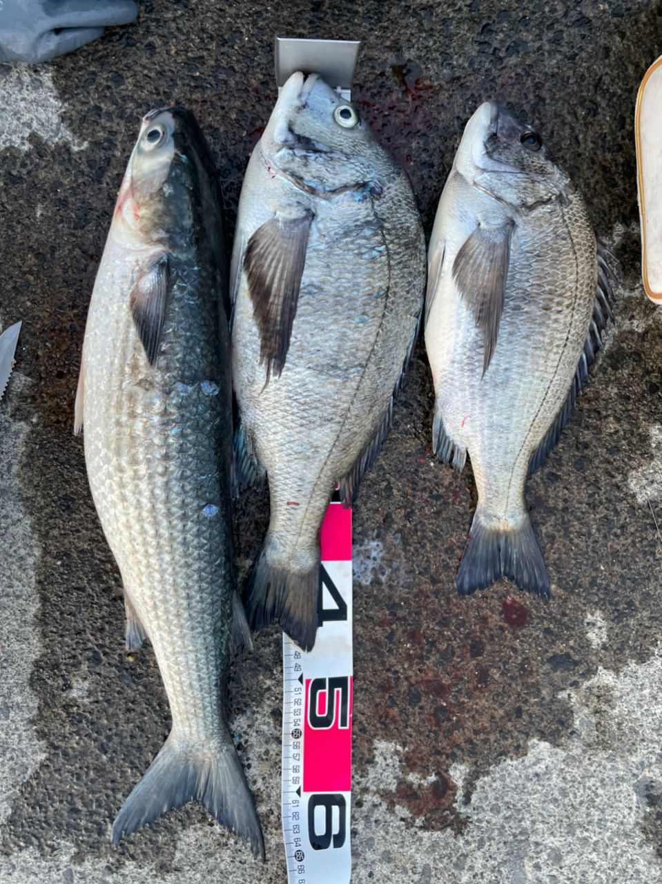 鮎ゴンさんの釣果 3枚目の画像
