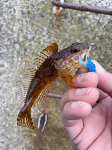 アナハゼの釣果