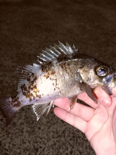 メバルの釣果