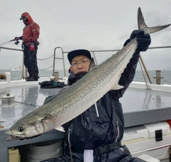 サワラの釣果