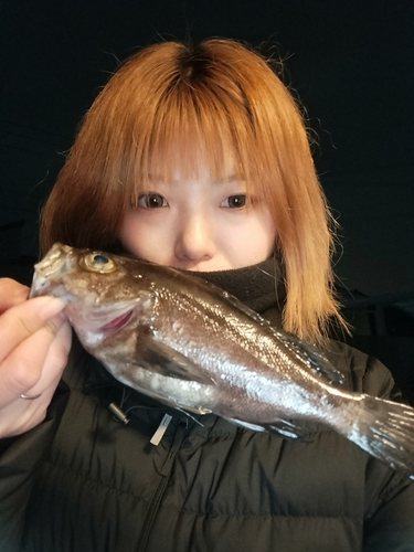 キンメバルの釣果