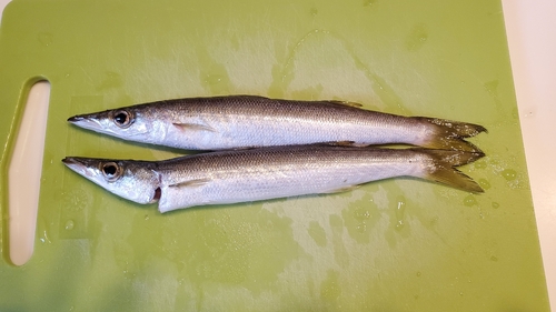 アカカマスの釣果