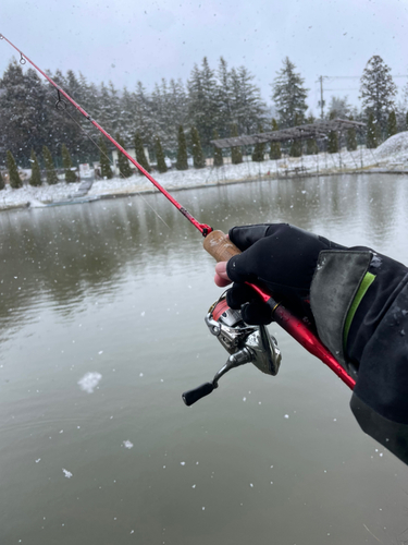 レインボートラウトの釣果