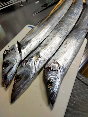 タチウオの釣果