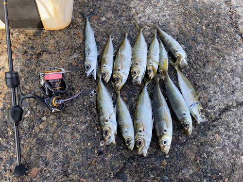 アジの釣果