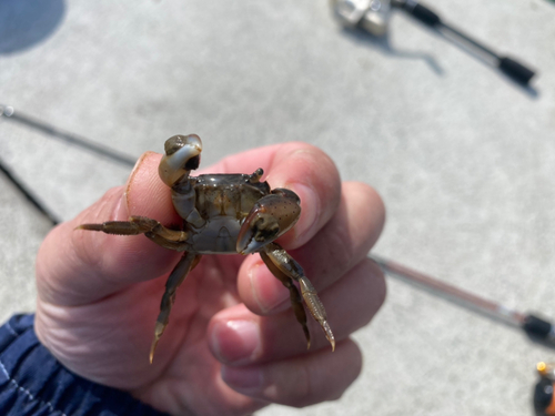 カニの釣果