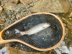 ヤマメの釣果