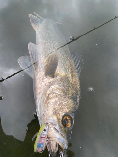 スズキの釣果