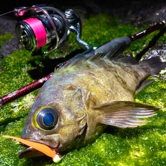 クロメバルの釣果