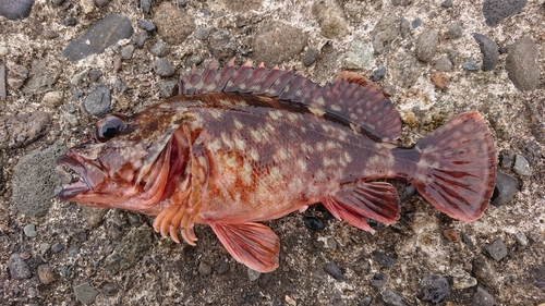 カサゴの釣果