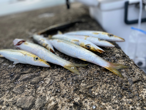 アカカマスの釣果