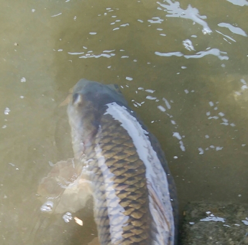 コイの釣果