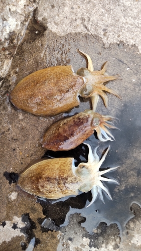 コウイカの釣果