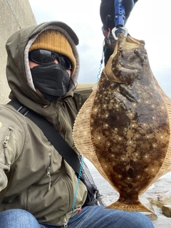 ヒラメの釣果